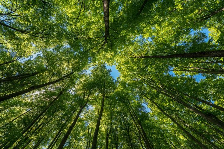 Sustainably Managed Forestry